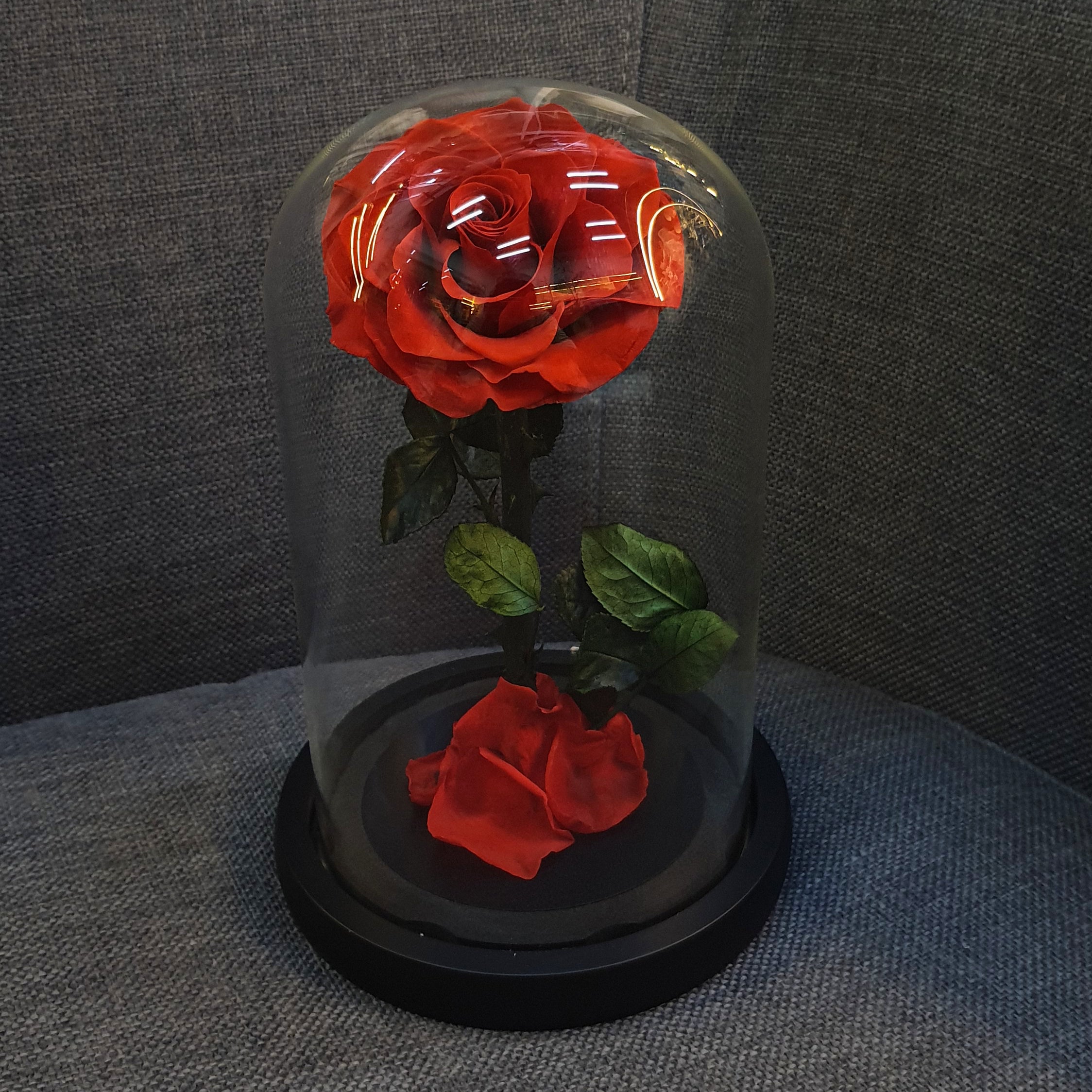 Forever Red Rose in Glass Dome – Luxury Preserved Flower Gift Box